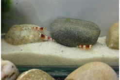 Bundle Scaper Truppe: 10 X Crystal Red Garnele + Mangrovenwurzel Mit Moos -Heimtierbedarf IMG 0365