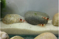 TiBee Starterpack: 5 X Blaue Tigergarnele + 5 X Crystal Red Garnele -Heimtierbedarf IMG 0367 1