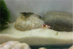 TiBee Starterpack: 5 X Blaue Tigergarnele + 5 X Crystal Red Garnele -Heimtierbedarf IMG 0370