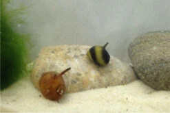 Nano Putz-Truppe: 4x Geweihschnecke + 5x Turmdeckelschnecke -Heimtierbedarf IMG 0380
