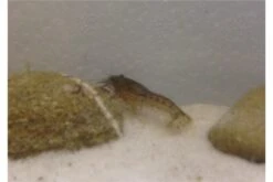 Kleinster Zwergflußkrebs - Cambarellus Diminutus - Paar + Handgemachte Krebshöhle 13 Kleinster Zwergflußkrebs - Cambarellus Diminutus - Paar + Handgemachte Krebshöhle -Heimtierbedarf IMG 0479