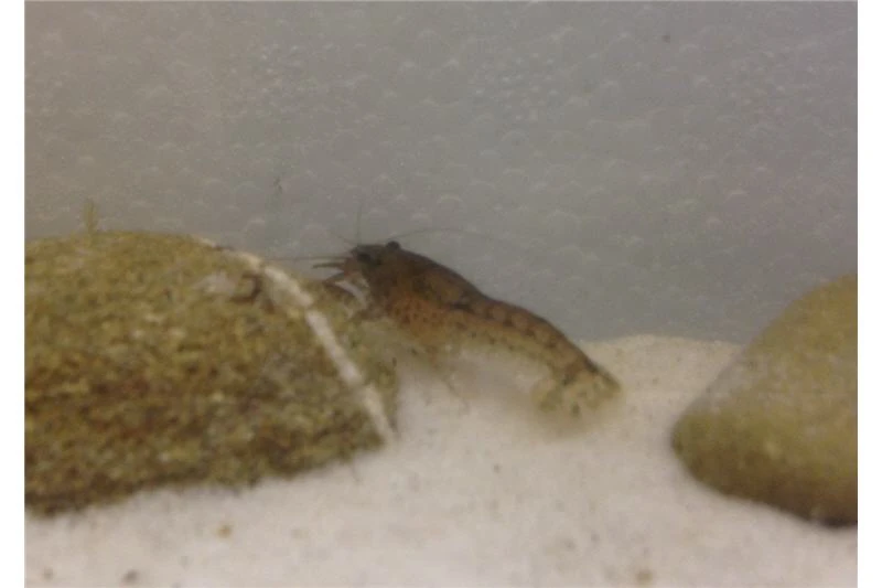 Kleinster Zwergflußkrebs - Cambarellus Diminutus - Paar + Handgemachte Krebshöhle 5 Kleinster Zwergflußkrebs - Cambarellus Diminutus - Paar + Handgemachte Krebshöhle – Bild 3