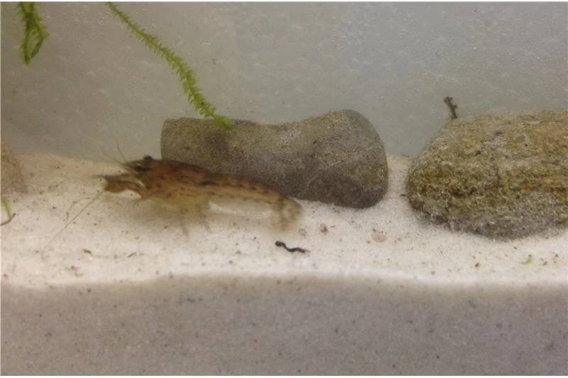 Kleinster Zwergflußkrebs - Cambarellus Diminutus - Paar + Handgemachte Krebshöhle 6 Kleinster Zwergflußkrebs - Cambarellus Diminutus - Paar + Handgemachte Krebshöhle – Bild 4