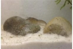 Kleinster Zwergflußkrebs - Cambarellus Diminutus - Paar + Handgemachte Krebshöhle 15 Kleinster Zwergflußkrebs - Cambarellus Diminutus - Paar + Handgemachte Krebshöhle -Heimtierbedarf IMG 0482