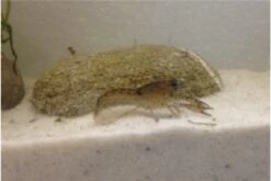 Kleinster Zwergflußkrebs - Cambarellus Diminutus - Paar + Handgemachte Krebshöhle 16 Kleinster Zwergflußkrebs - Cambarellus Diminutus - Paar + Handgemachte Krebshöhle -Heimtierbedarf IMG 0485