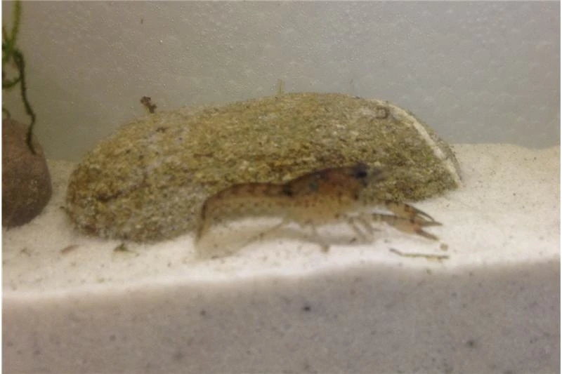 Kleinster Zwergflußkrebs - Cambarellus Diminutus - Paar + Handgemachte Krebshöhle 8 Kleinster Zwergflußkrebs - Cambarellus Diminutus - Paar + Handgemachte Krebshöhle – Bild 6