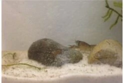 Kleinster Zwergflußkrebs - Cambarellus Diminutus - Paar + Handgemachte Krebshöhle 17 Kleinster Zwergflußkrebs - Cambarellus Diminutus - Paar + Handgemachte Krebshöhle -Heimtierbedarf IMG 0486