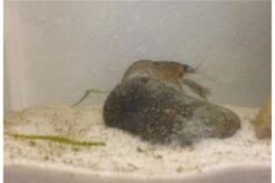 Kleinster Zwergflußkrebs - Cambarellus Diminutus - Paar + Handgemachte Krebshöhle 18 Kleinster Zwergflußkrebs - Cambarellus Diminutus - Paar + Handgemachte Krebshöhle -Heimtierbedarf IMG 0487