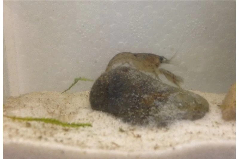 Kleinster Zwergflußkrebs - Cambarellus Diminutus - Paar + Handgemachte Krebshöhle 10 Kleinster Zwergflußkrebs - Cambarellus Diminutus - Paar + Handgemachte Krebshöhle – Bild 8