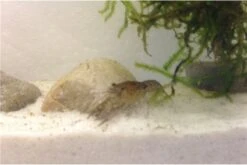 Kleinster Zwergflußkrebs - Cambarellus Diminutus - Paar + Handgemachte Krebshöhle 19 Kleinster Zwergflußkrebs - Cambarellus Diminutus - Paar + Handgemachte Krebshöhle -Heimtierbedarf IMG 0488