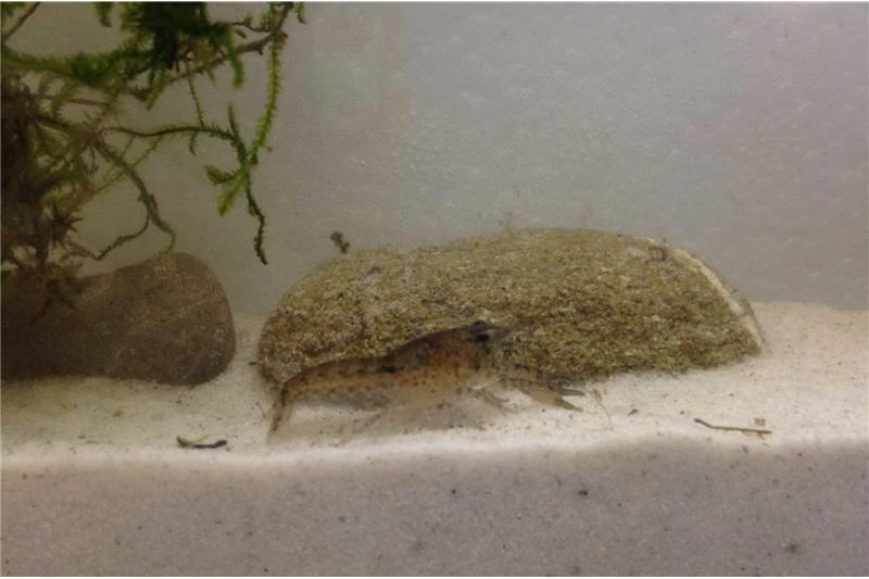 Kleinster Zwergflußkrebs - Cambarellus Diminutus - Paar + Handgemachte Krebshöhle 4 Kleinster Zwergflußkrebs - Cambarellus Diminutus - Paar + Handgemachte Krebshöhle – Bild 2