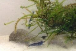 Tiger-Bundle: 10 X Blaue Tigergarnele, Caridina Cf. Cantonensis + Portion Javamoos -Heimtierbedarf IMG 0494