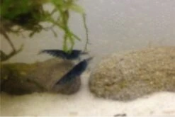 Tiger-Bundle: 10 X Blaue Tigergarnele, Caridina Cf. Cantonensis + Portion Javamoos -Heimtierbedarf IMG 0504