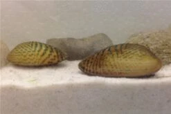 Schwebealgen-Bundle: 2x Ornamentmuscheln + 1 Portion Büschelfarn + 4 Bund-Pflanzen -Heimtierbedarf IMG 0509