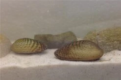 Schwebealgen-Bundle: 2x Ornamentmuscheln + 1 Portion Büschelfarn + 4 Bund-Pflanzen -Heimtierbedarf IMG 0510