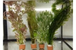 Schwebealgen-Bundle: 2x Ornamentmuscheln + 1 Portion Büschelfarn + 4 Bund-Pflanzen -Heimtierbedarf IMG 0520