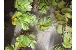 Schwebealgen-Bundle: 2x Ornamentmuscheln + 1 Portion Büschelfarn + 4 Bund-Pflanzen -Heimtierbedarf IMG 0523