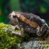 Indischer Ochsenfrosch, Kaloula Pulchra -Heimtierbedarf Indischer Ochsenfrosch Kaloula pulchra 1