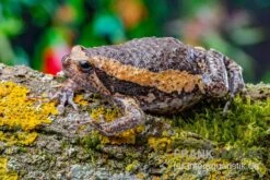 Indischer Ochsenfrosch, Kaloula Pulchra -Heimtierbedarf Indischer Ochsenfrosch Kaloula pulchra 2