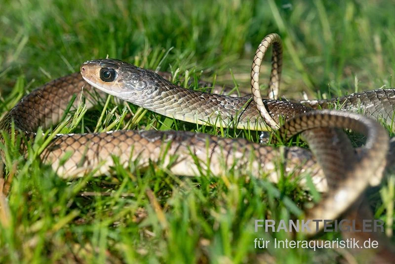 Indo-Chinesische Rattenschlange, Ptyas Korros 3 Indo-Chinesische Rattenschlange, Ptyas Korros