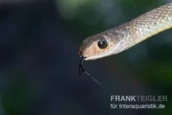 Indo-Chinesische Rattenschlange, Ptyas Korros 5 Indo-Chinesische Rattenschlange, Ptyas Korros -Heimtierbedarf Indo Chinesische Rattenschlange Ptyas korros 2