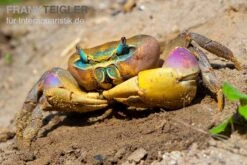 Indonesische Riesenlandkrabbe, Cardisoma Carnifex -Heimtierbedarf Indonesische Riesenlandkrabbe Cardisoma carnifex 2