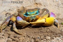 Indonesische Riesenlandkrabbe, Cardisoma Carnifex -Heimtierbedarf Indonesische Riesenlandkrabbe Cardisoma carnifex 3