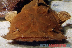 Indonesischer Großmaulwels, Chaca Bankanensis 9 Indonesischer Großmaulwels, Chaca Bankanensis -Heimtierbedarf Indonesischer Grossmaulwels Chaca bankanensis 2