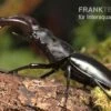 Java-Hirschkäfer, Hexarthrius Buqueti -Heimtierbedarf Java Hirschkaefer Hexarthrius buqueti 1