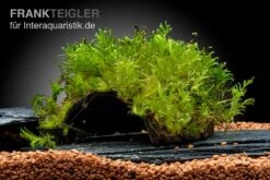 Oranger Zwergflußkrebs - Cambarellus CPO-Paar + Bepflanzte Kokosnusshöhle 7 Oranger Zwergflußkrebs - Cambarellus CPO-Paar + Bepflanzte Kokosnusshöhle -Heimtierbedarf Javamoos Vesicularia dubyana auf Kokosnusshoehle neu 2