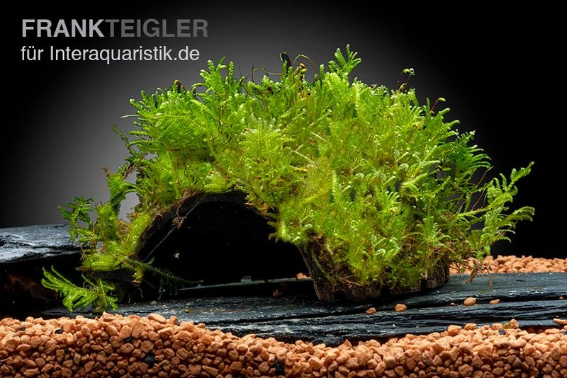 Oranger Zwergflußkrebs - Cambarellus CPO-Paar + Bepflanzte Kokosnusshöhle 5 Oranger Zwergflußkrebs - Cambarellus CPO-Paar + Bepflanzte Kokosnusshöhle – Bild 3