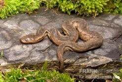 Javanische Warzenschlange, Acrochordus Javanicus 5 Javanische Warzenschlange, Acrochordus Javanicus -Heimtierbedarf Javanische Warzenschlange Acrochordus javanicus 2