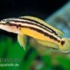 Streifen-Schlankcichlide, Julidochromis Ornatus YELLOW, DNZ 2 Streifen-Schlankcichlide, Julidochromis Ornatus YELLOW, DNZ -Heimtierbedarf Julidochromis ornatus YELLOW Schlankcichlide