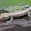 Jungferngecko, Lepidodactylus Lugubris 1 Jungferngecko, Lepidodactylus Lugubris -Heimtierbedarf Jungferngecko Lepidodactylus lugubris