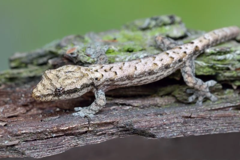 Jungferngecko, Lepidodactylus Lugubris 3 Jungferngecko, Lepidodactylus Lugubris