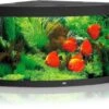 Juwel Aquarium Trigon 350 LED, Schwarz -Heimtierbedarf Juwel Aquarium Trigon 350 LED schwarz