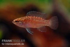 Kajal-Zwergblaubarsch, Dario Kajal (paarweise) 7 Kajal-Zwergblaubarsch, Dario Kajal (paarweise) -Heimtierbedarf Kajal Zwergblaubarsch Dario kajal 2