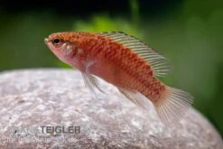 Kajal-Zwergblaubarsch, Dario Kajal (paarweise) 8 Kajal-Zwergblaubarsch, Dario Kajal (paarweise) -Heimtierbedarf Kajal Zwergblaubarsch Dario kajal 3