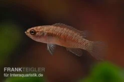 Kajal-Zwergblaubarsch, Dario Kajal (paarweise) 9 Kajal-Zwergblaubarsch, Dario Kajal (paarweise) -Heimtierbedarf Kajal Zwergblaubarsch Dario kajal 4