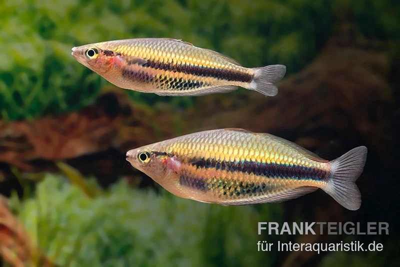 Kaladiri-Regenbogenfisch, Melanotaenia Sp. Kaladiri, 5 Tiere 4 Kaladiri-Regenbogenfisch, Melanotaenia Sp. Kaladiri, 5 Tiere – Bild 2