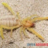 Kamelspinne, Galeodes Sp. 2 Kamelspinne, Galeodes Sp. -Heimtierbedarf Kamelspinne Walzenspinne Galeodes sp 1