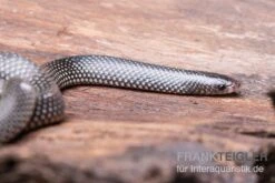 Kap-Wolfsnatter, Lycophidion Capense 6 Kap-Wolfsnatter, Lycophidion Capense -Heimtierbedarf Kap Wolfsnatter Lycophidion capense 2 neu