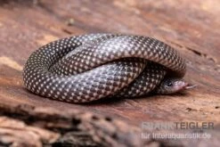 Kap-Wolfsnatter, Lycophidion Capense 7 Kap-Wolfsnatter, Lycophidion Capense -Heimtierbedarf Kap Wolfsnatter Lycophidion capense 3 neu jpg