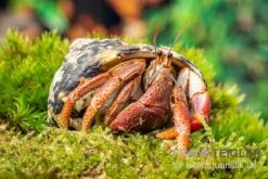 Karibik-Einsiedlerkrebs, Coenobita Clypeatus 7 Karibik-Einsiedlerkrebs, Coenobita Clypeatus -Heimtierbedarf Karibik Einsiedlerkrebs Coenobita clypeatus neu 2