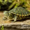 Karibische Schmuckschildkröte, Trachemys Venusta -Heimtierbedarf Karibische Schmuckschildkroete Trachemys venusta 1