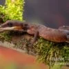 Katzengecko, Aeluroscalabotes Felinus -Heimtierbedarf Katzengecko Aeluroscalabotes felinus 1