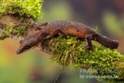 Katzengecko, Aeluroscalabotes Felinus 6 Katzengecko, Aeluroscalabotes Felinus -Heimtierbedarf Katzengecko Aeluroscalabotes felinus 2