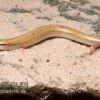 Keilschleiche, Chalcides Sepsoides -Heimtierbedarf Keilschleiche Chalcides sepsoides
