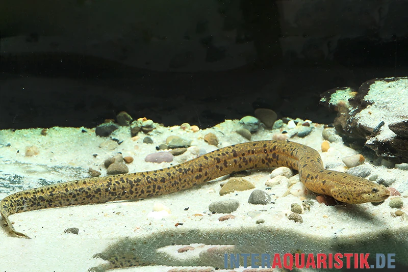 Kiemenschlitzaal, Synbranchus Marmoratus 3 Kiemenschlitzaal, Synbranchus Marmoratus