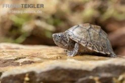 Gekielte Moschusschildkröte, Kinosternon Carinatum -Heimtierbedarf Kinosternon carinatum